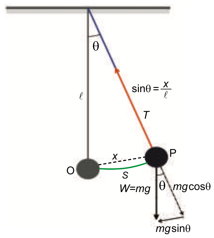 A simple pendulum executing S.H.M
